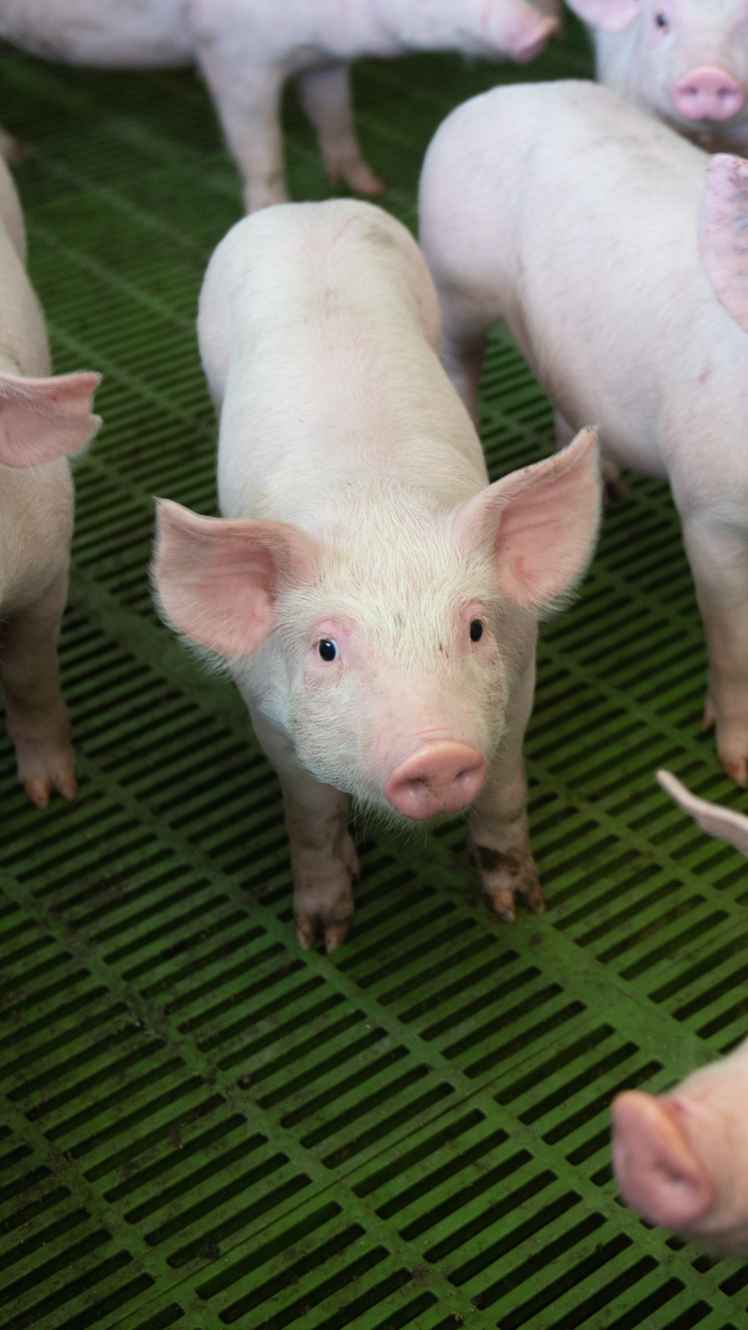 Want to understand how gut microbes boost health and control E coli?