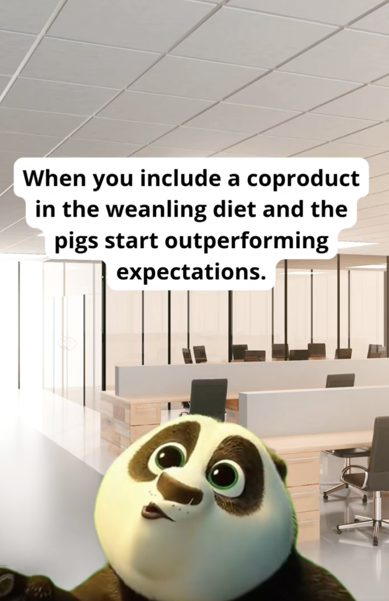 You didn't believe the hype... but the pigs did.